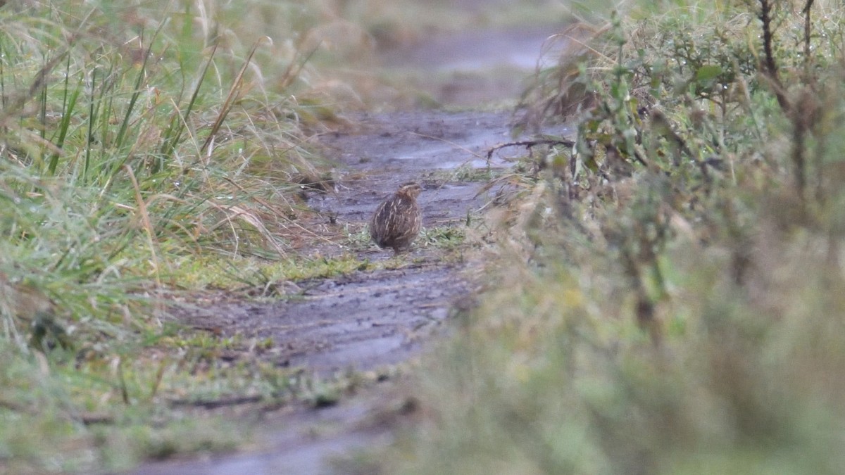 Harlequin Quail - ML277698441