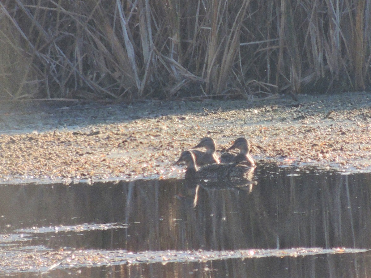 Gadwall - ML277698821