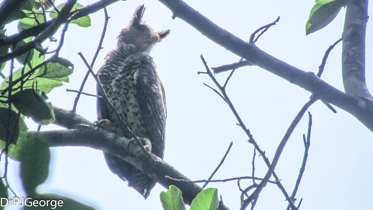 Spot-bellied Eagle-Owl - ML27769961