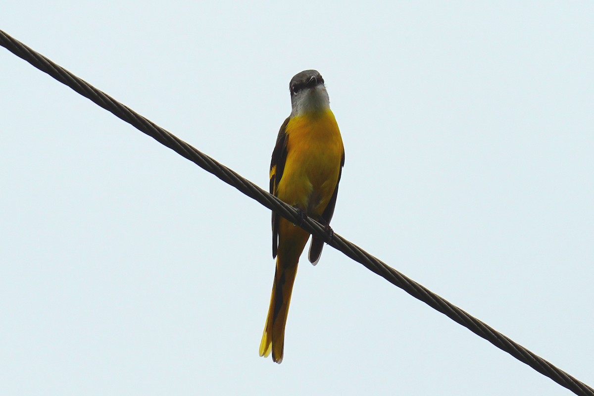 Gray-chinned Minivet - ML277700141