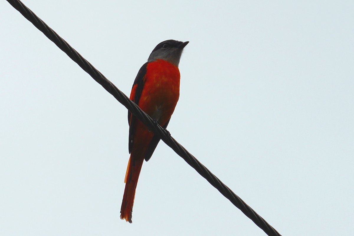 Gray-chinned Minivet - ML277700161