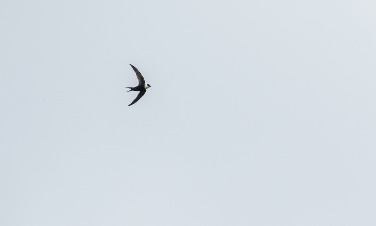 Lesser Swallow-tailed Swift - ML277700721