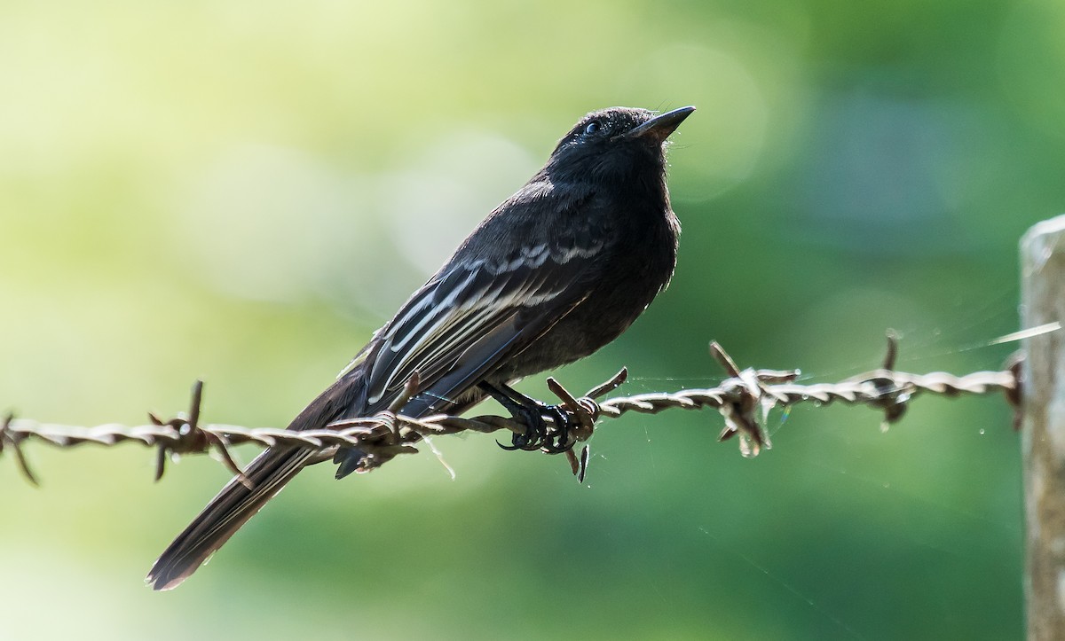 Black Phoebe - ML277700931