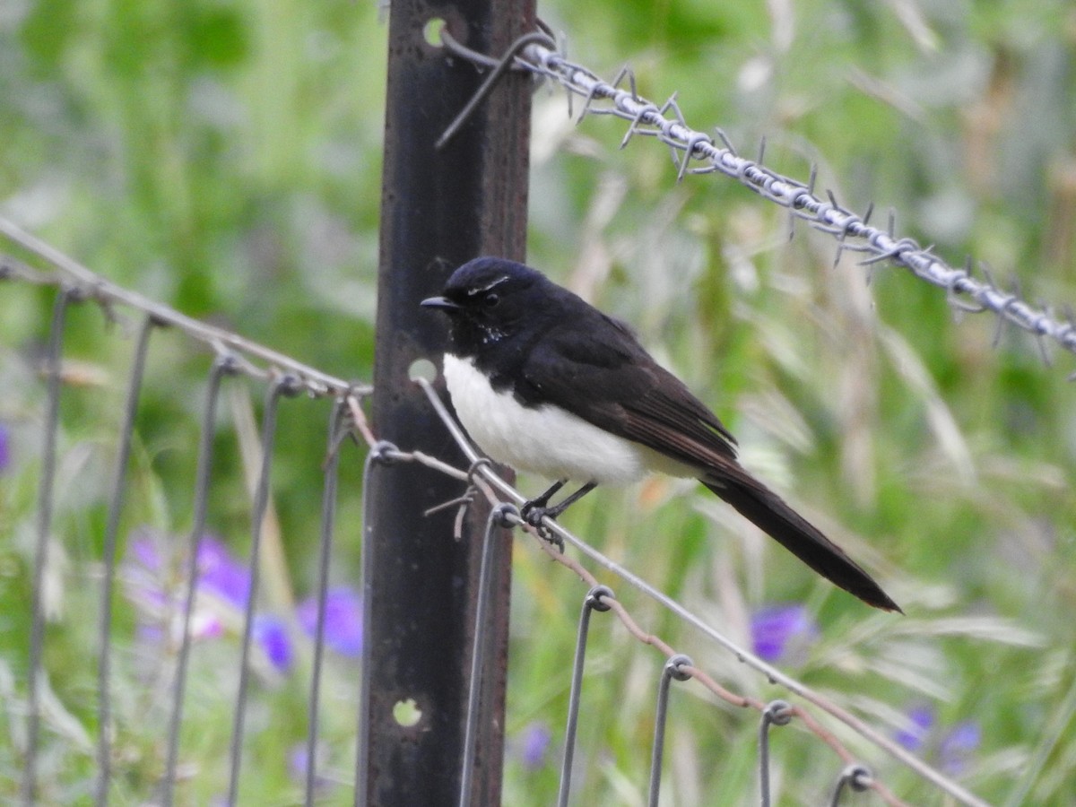 Willie-wagtail - ML277701411