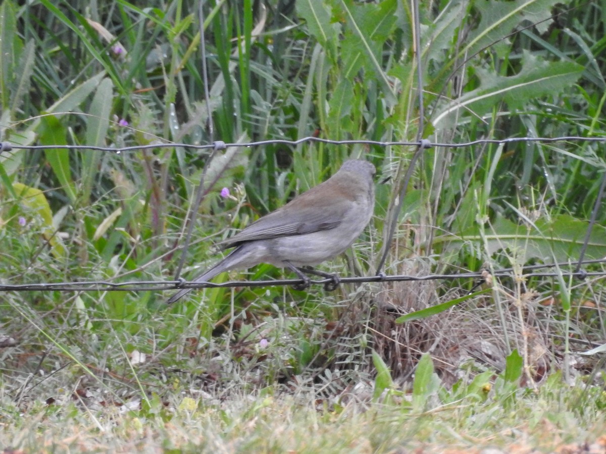 Gray Shrikethrush - ML277701441