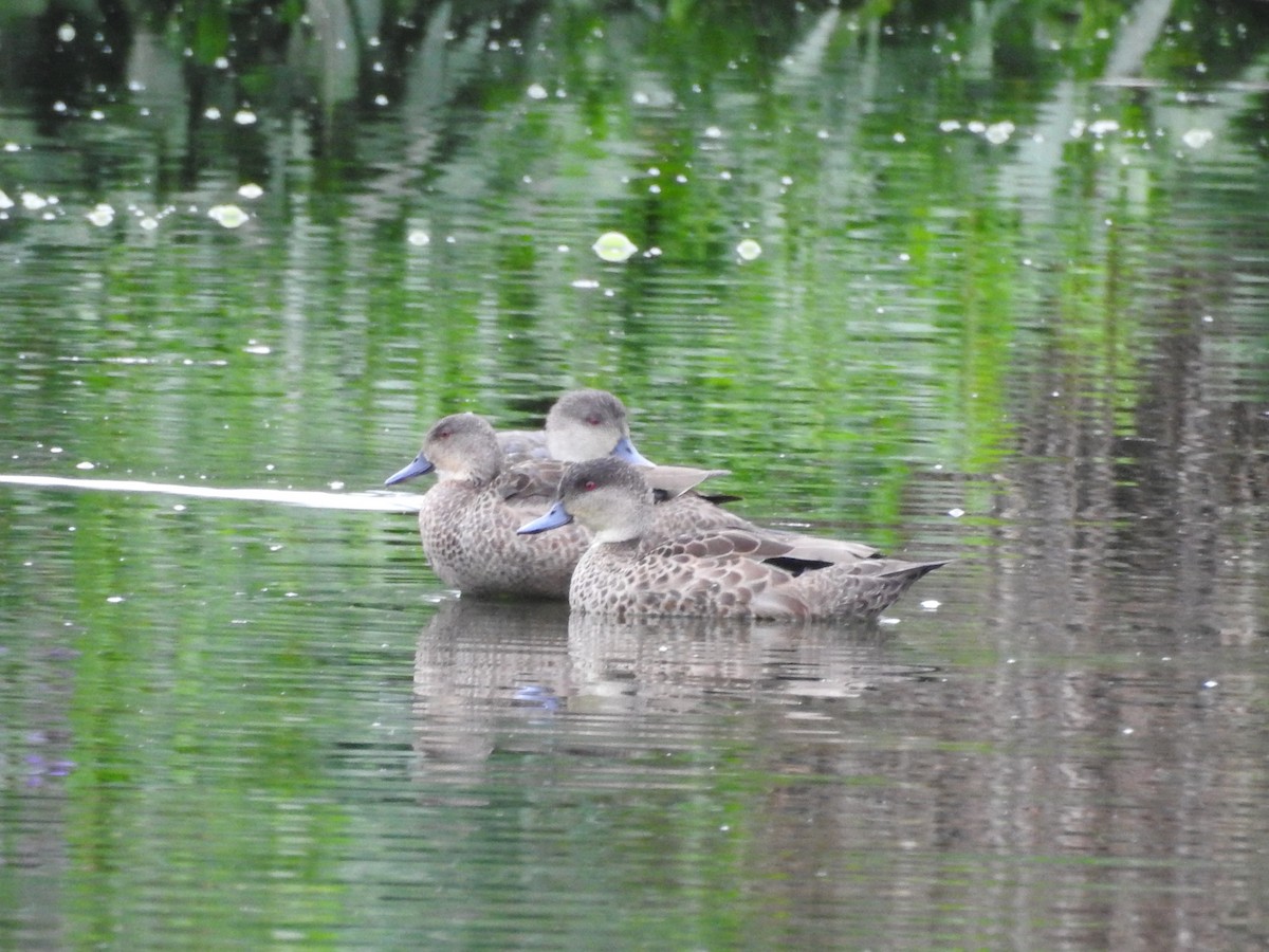 Gray Teal - ML277701511