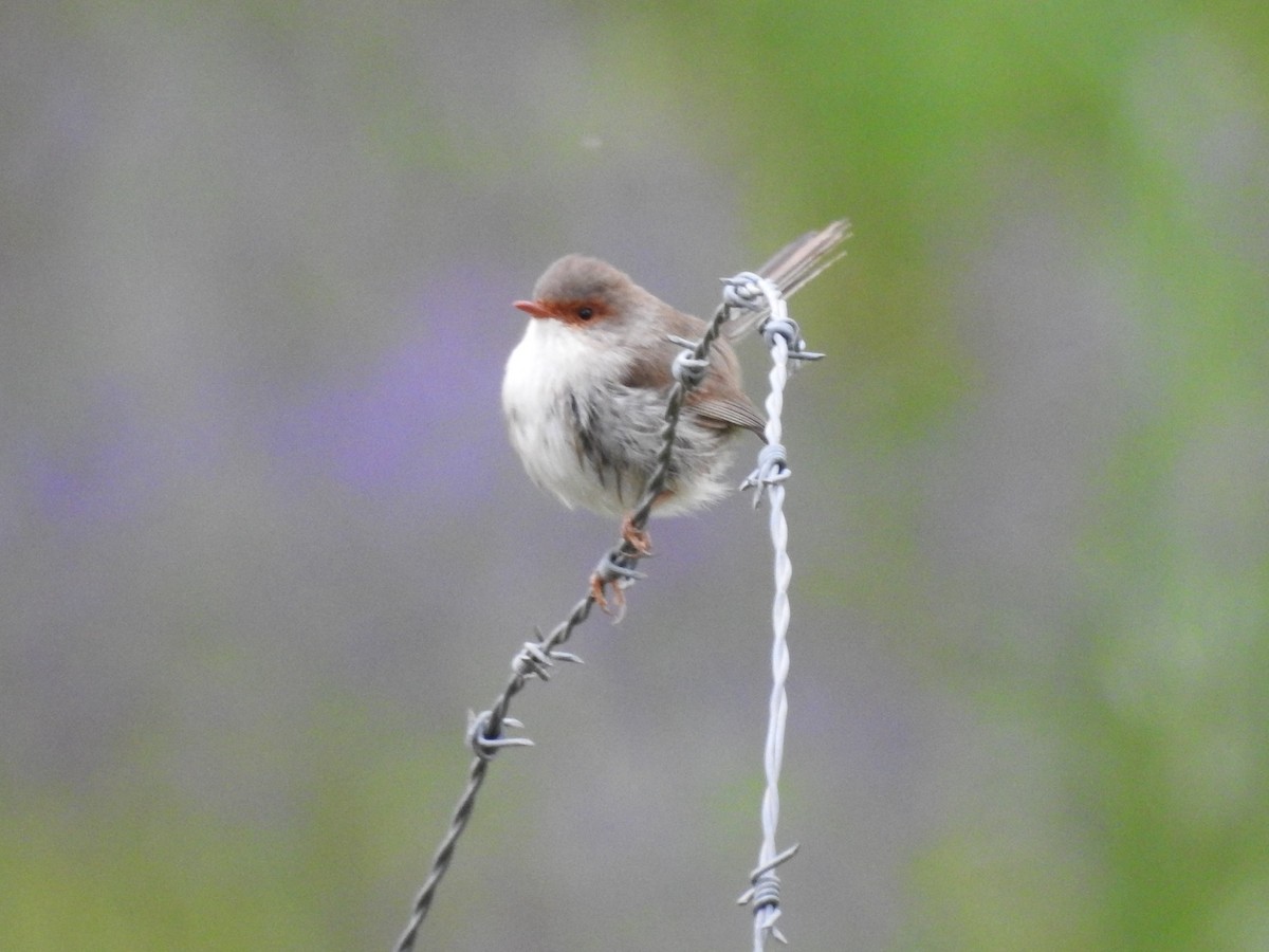 Superb Fairywren - ML277701541