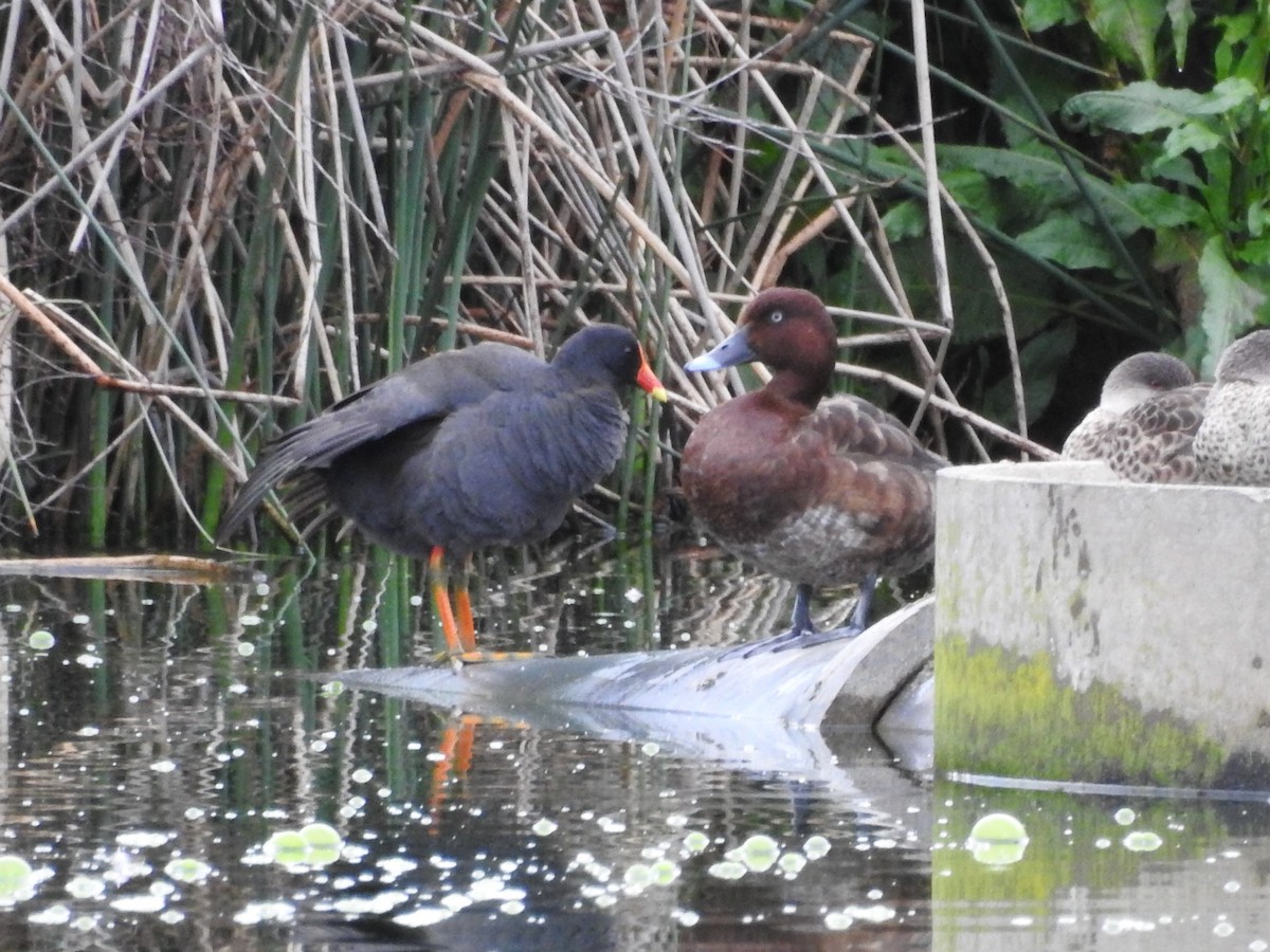 Dusky Moorhen - ML277701551
