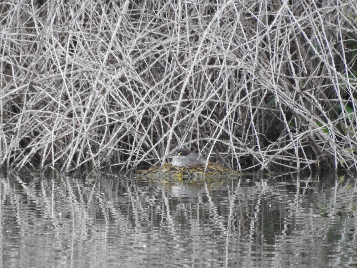 Australasian Grebe - ML277701571