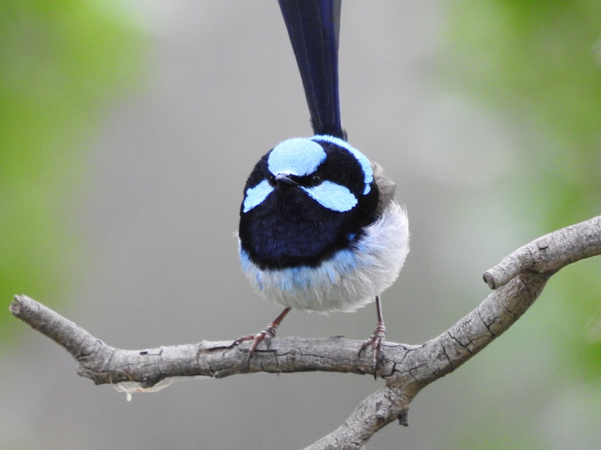 Superb Fairywren - ML277701601