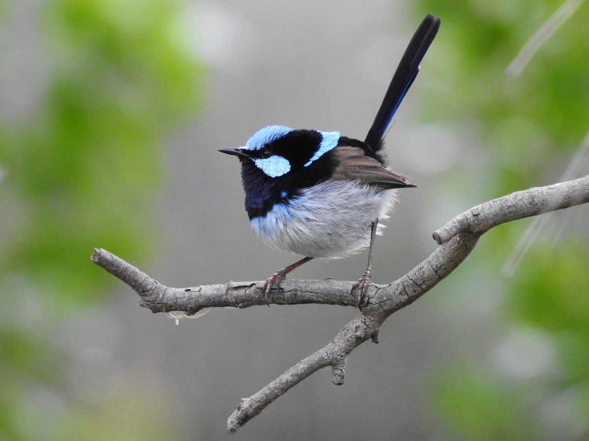 Superb Fairywren - ML277701611
