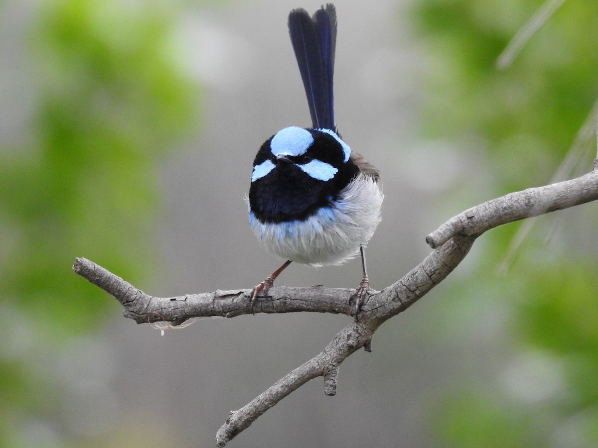 Superb Fairywren - ML277701631