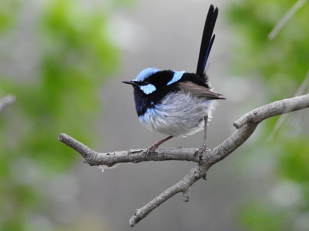 Superb Fairywren - ML277701701