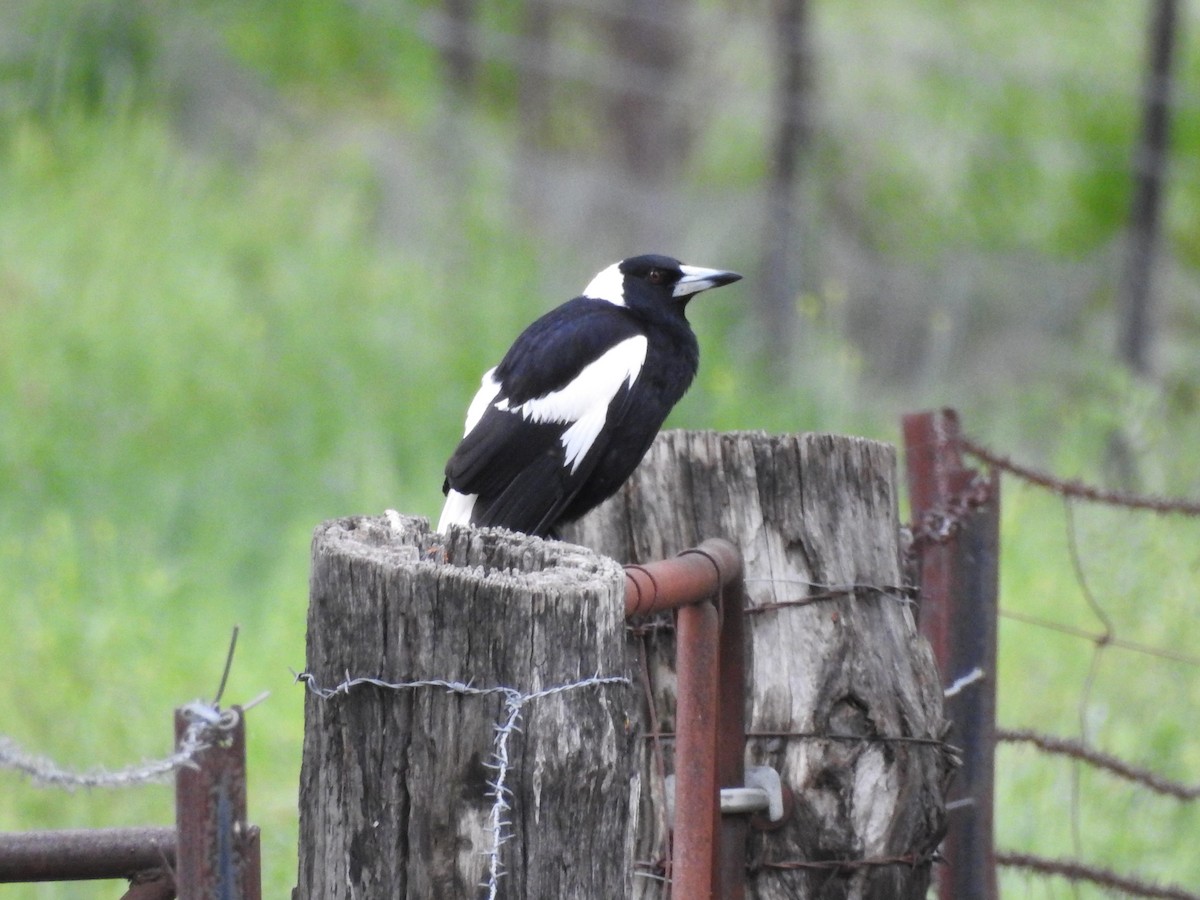 Australian Magpie - ML277701711