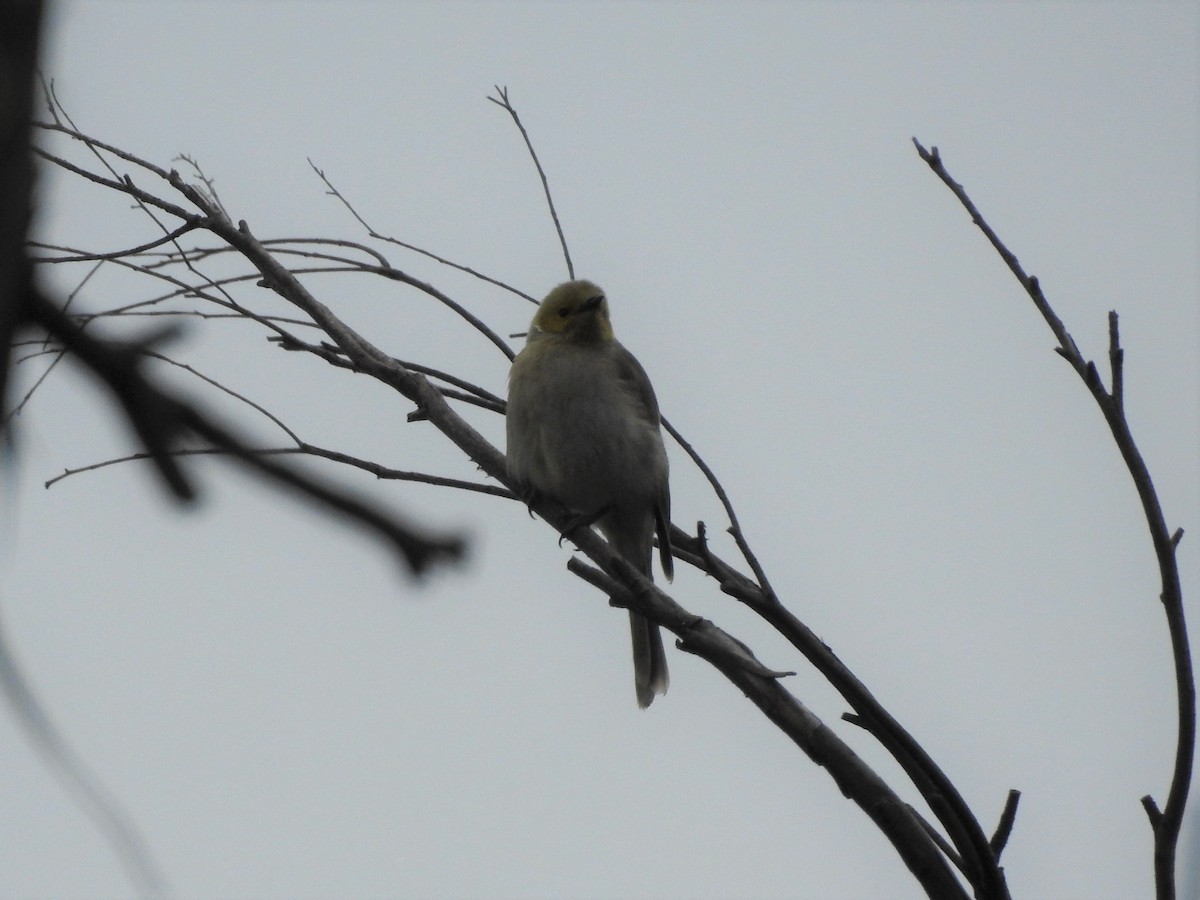 White-plumed Honeyeater - ML277701721