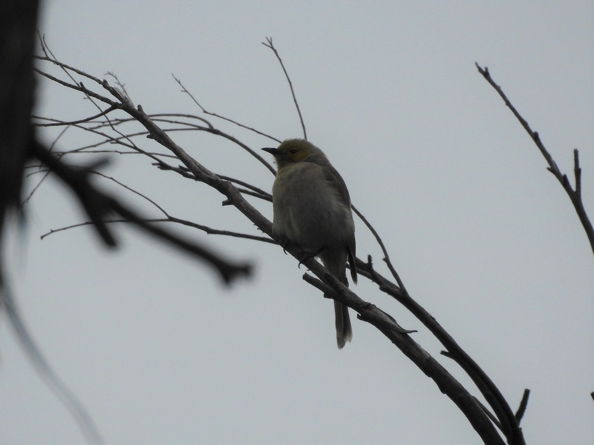 White-plumed Honeyeater - ML277701731