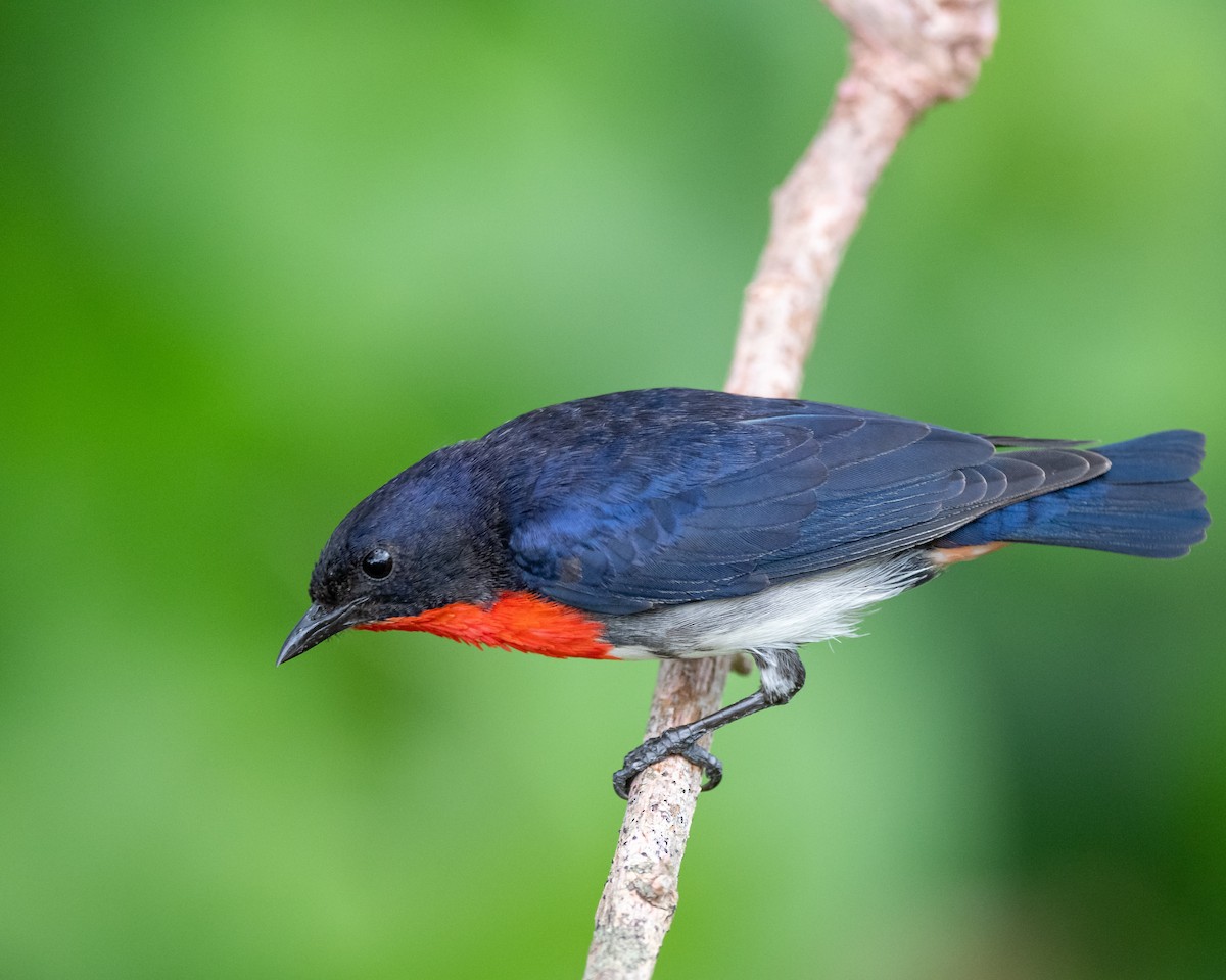 Mistletoebird - ML277703771