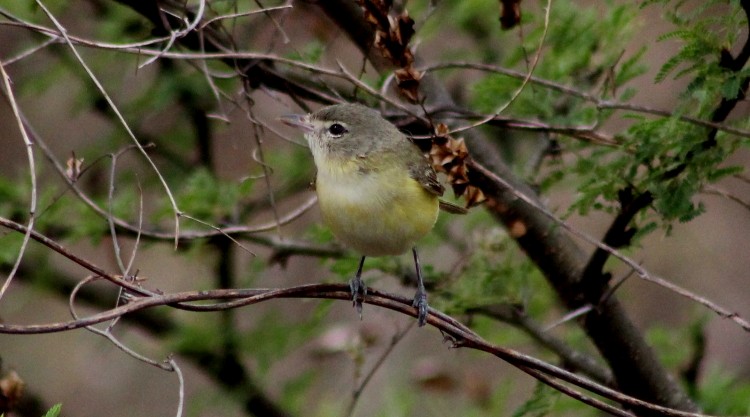 Bell's Vireo - ML27770501