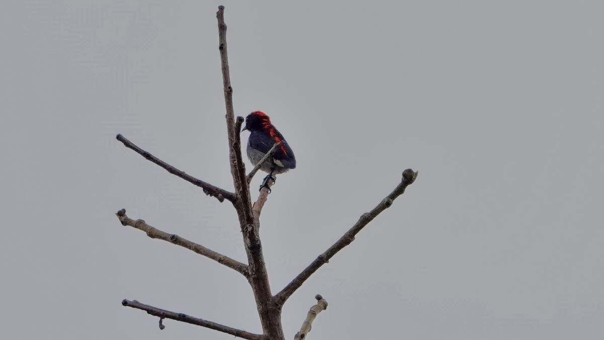 Scarlet-backed Flowerpecker - S Rama Chandran
