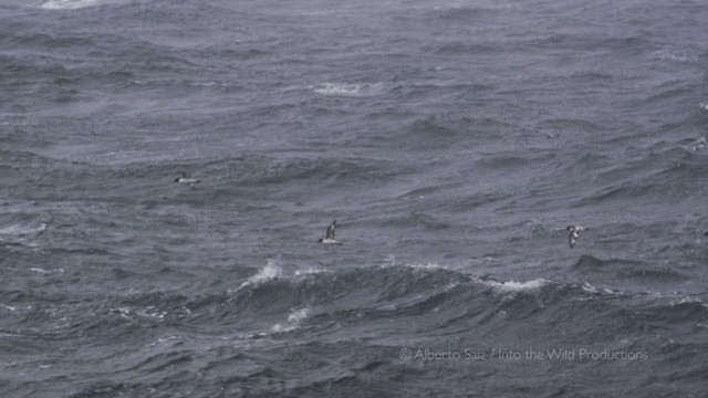 Pintado Petrel - ML277705331