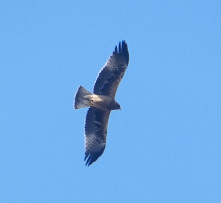 Booted Eagle - Arend van Riessen