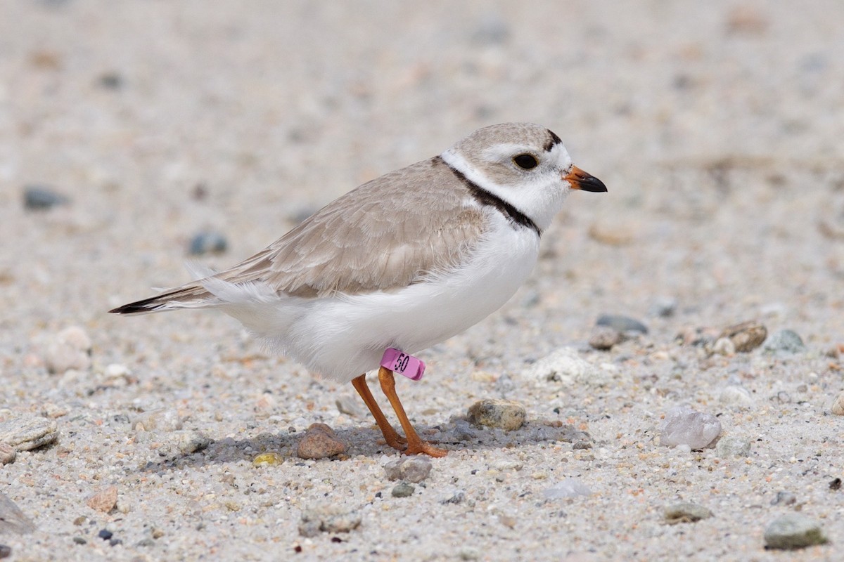 Piping Plover - ML27770581