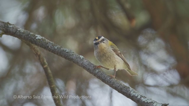 Common Firecrest - ML277706031