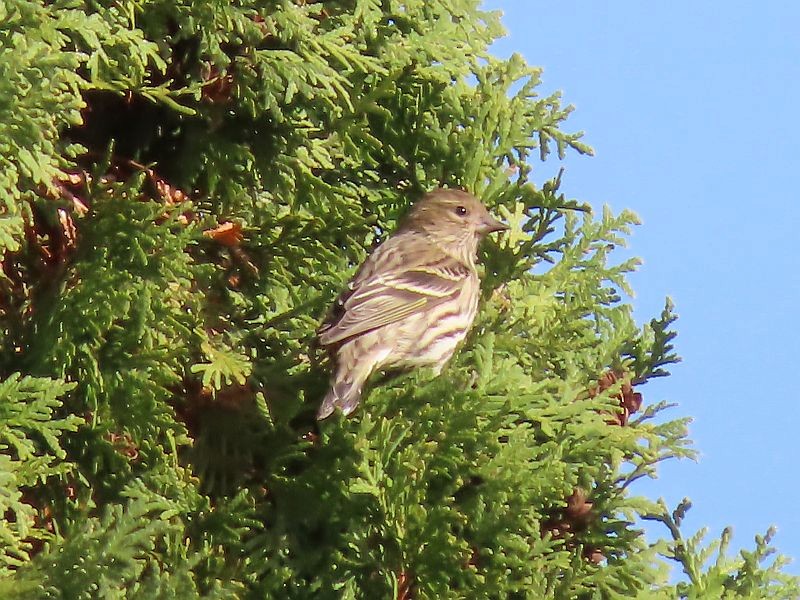 Pine Siskin - ML277706231