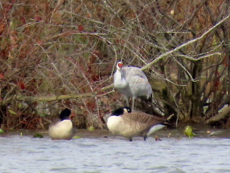 Sandhill Crane - ML277706281