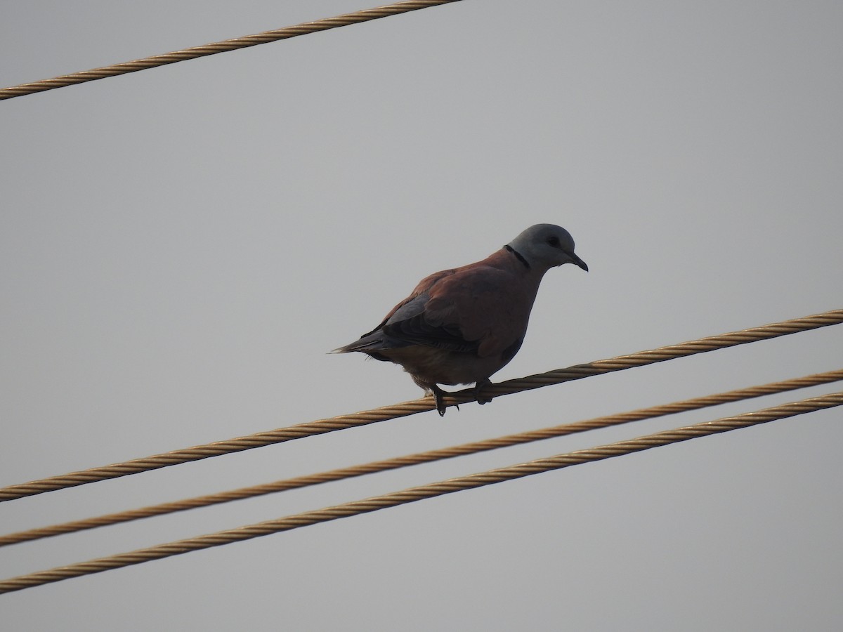 Red Collared-Dove - ML277707511