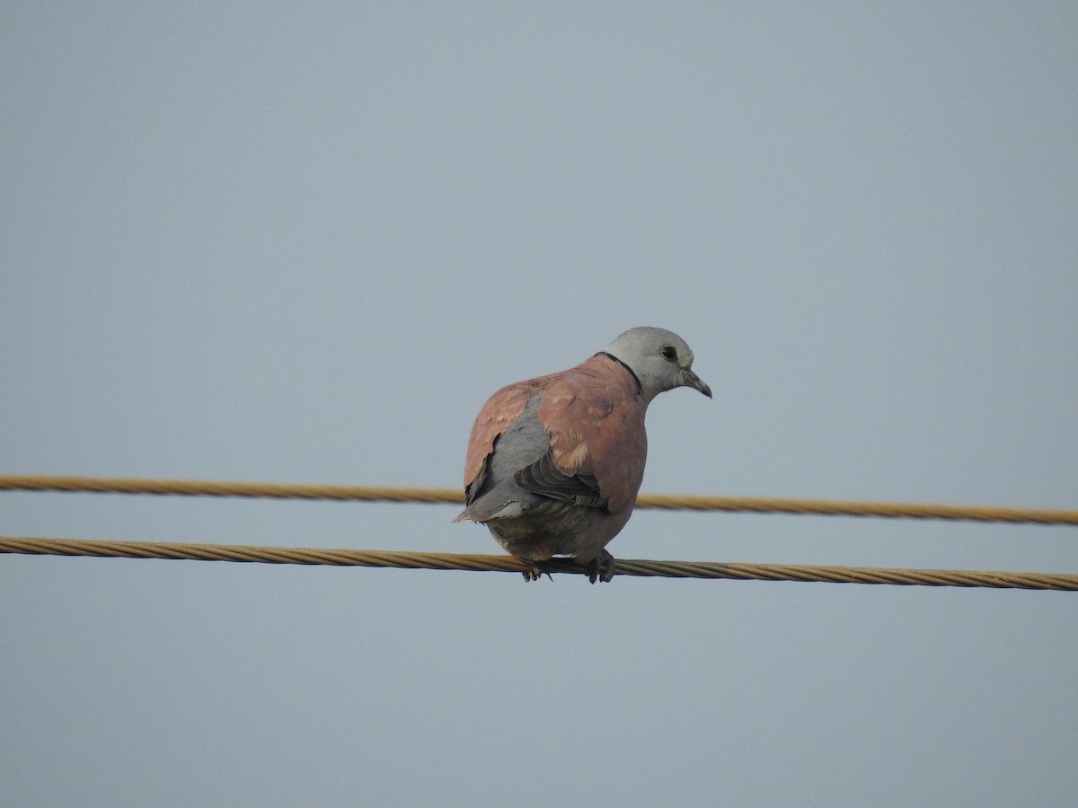 Red Collared-Dove - ML277707521