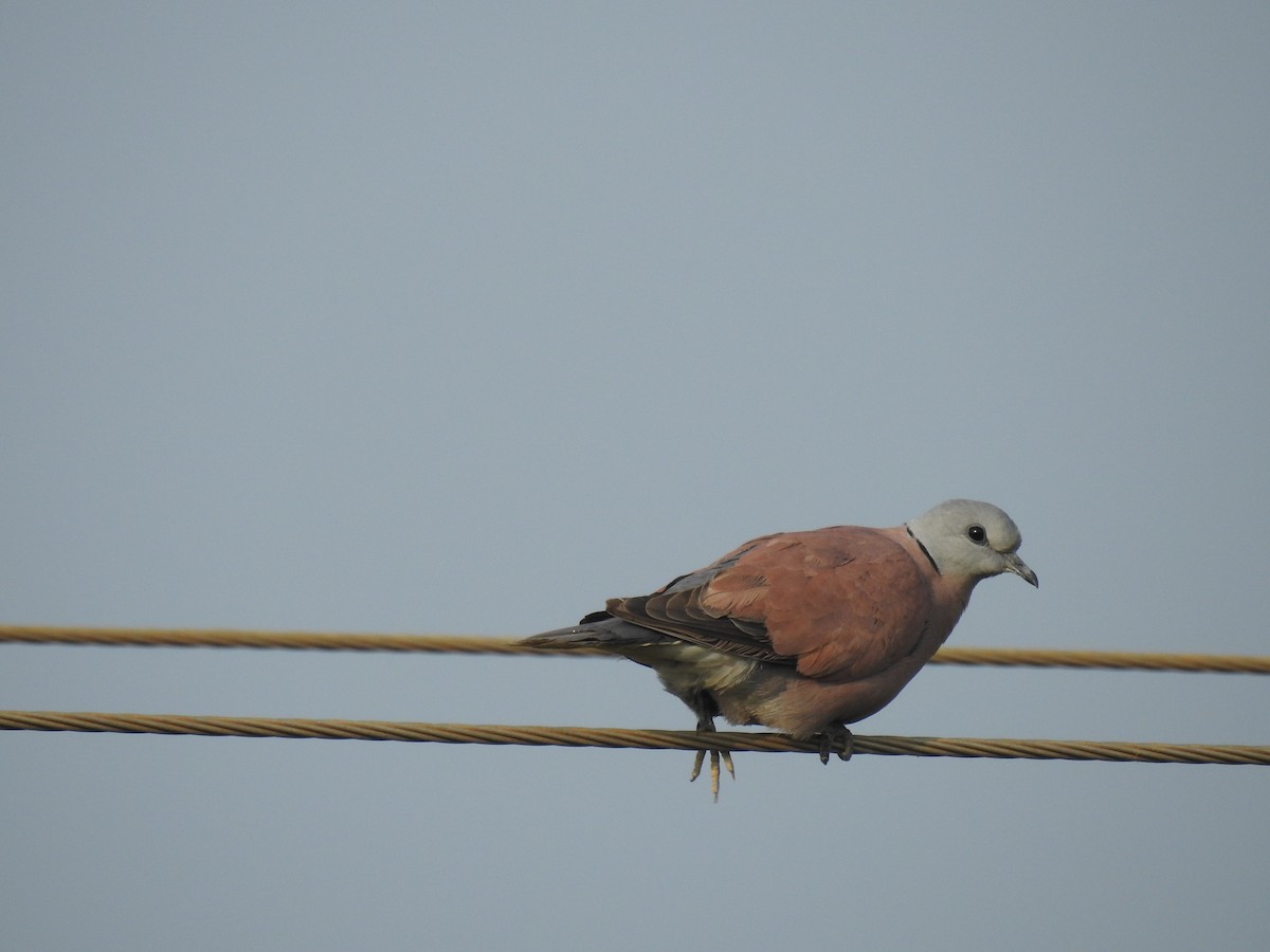 Red Collared-Dove - ML277707531