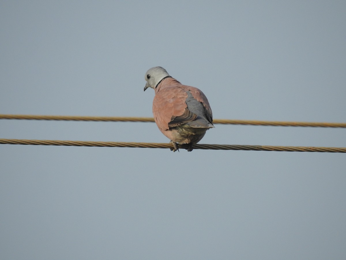 Red Collared-Dove - ML277707541
