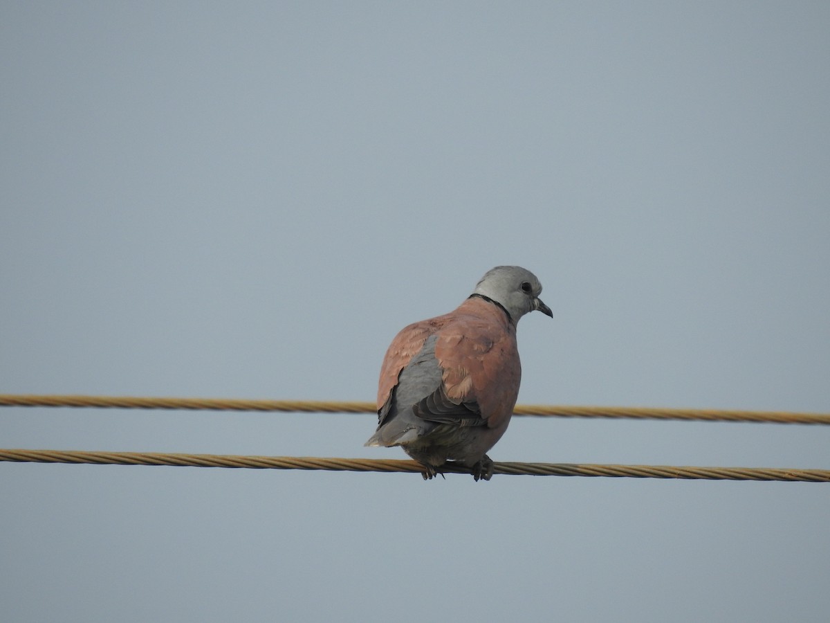 Red Collared-Dove - ML277707551