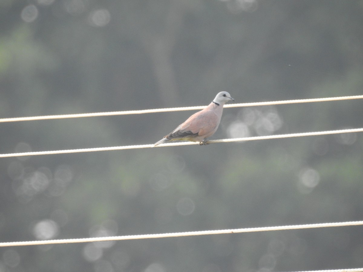 Red Collared-Dove - ML277707561