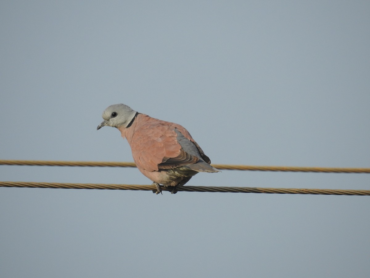Red Collared-Dove - ML277707571