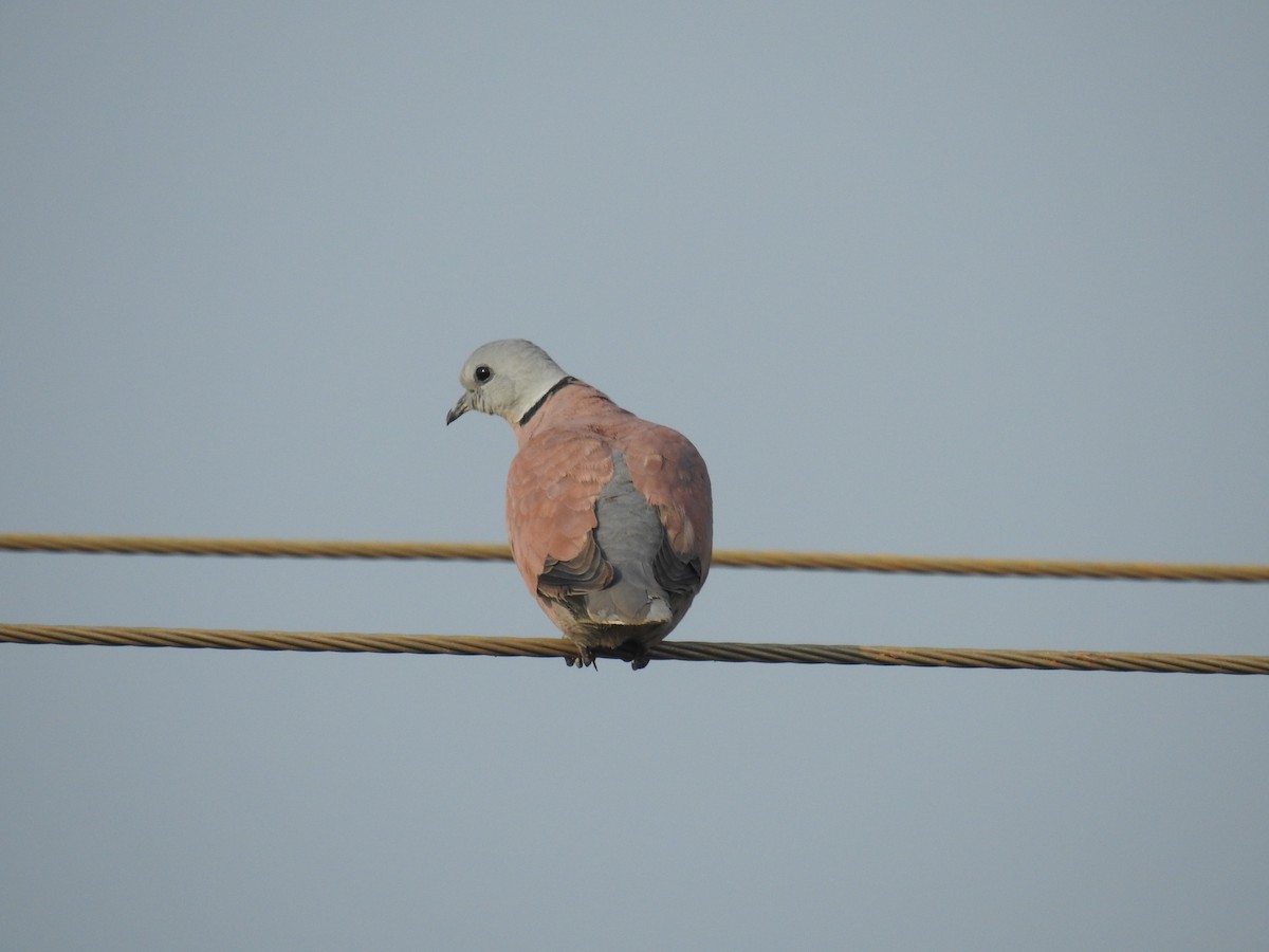 Red Collared-Dove - ML277707581