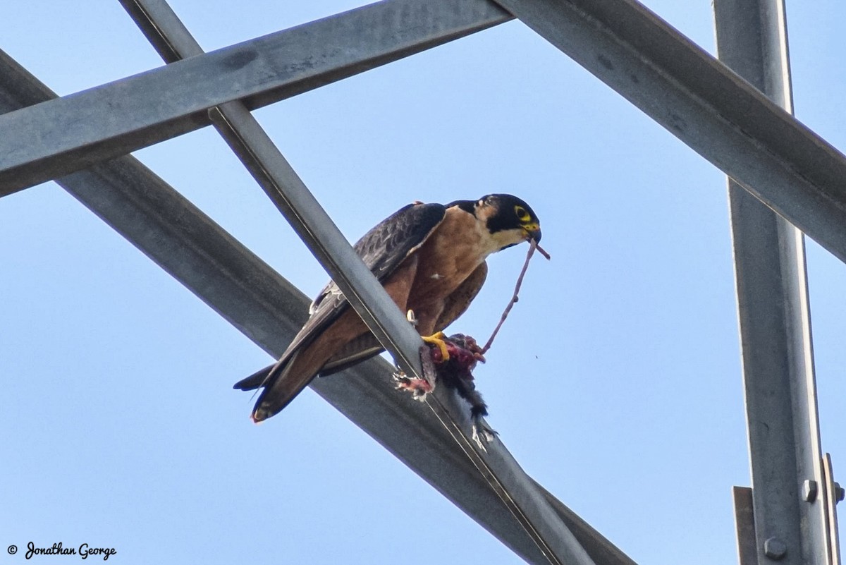 Peregrine Falcon - ML277708451