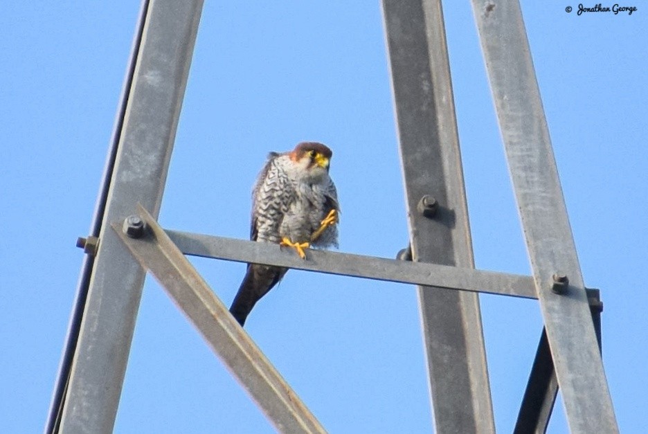 Red-necked Falcon (Asian) - ML277708471