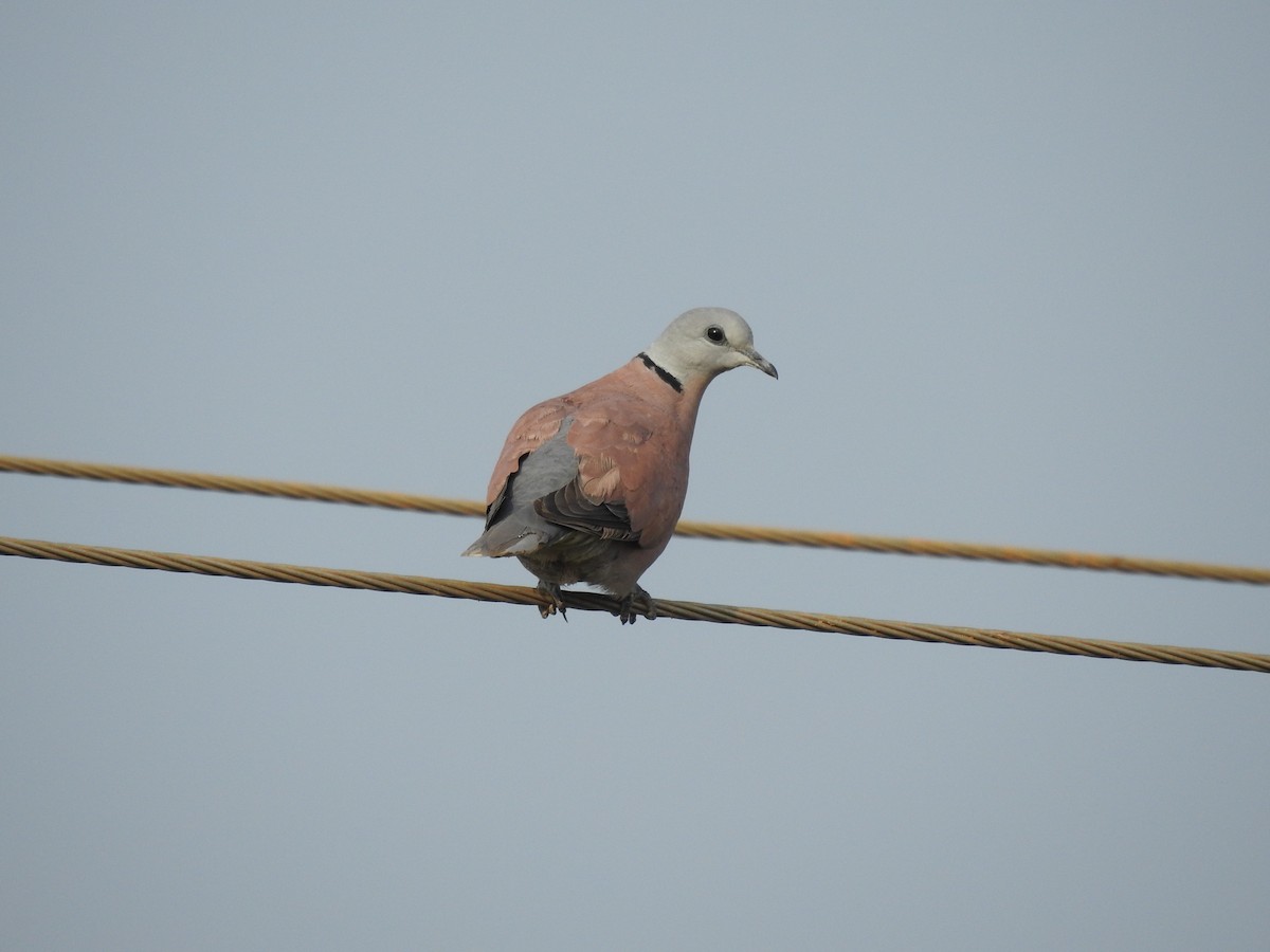 Red Collared-Dove - ML277709811