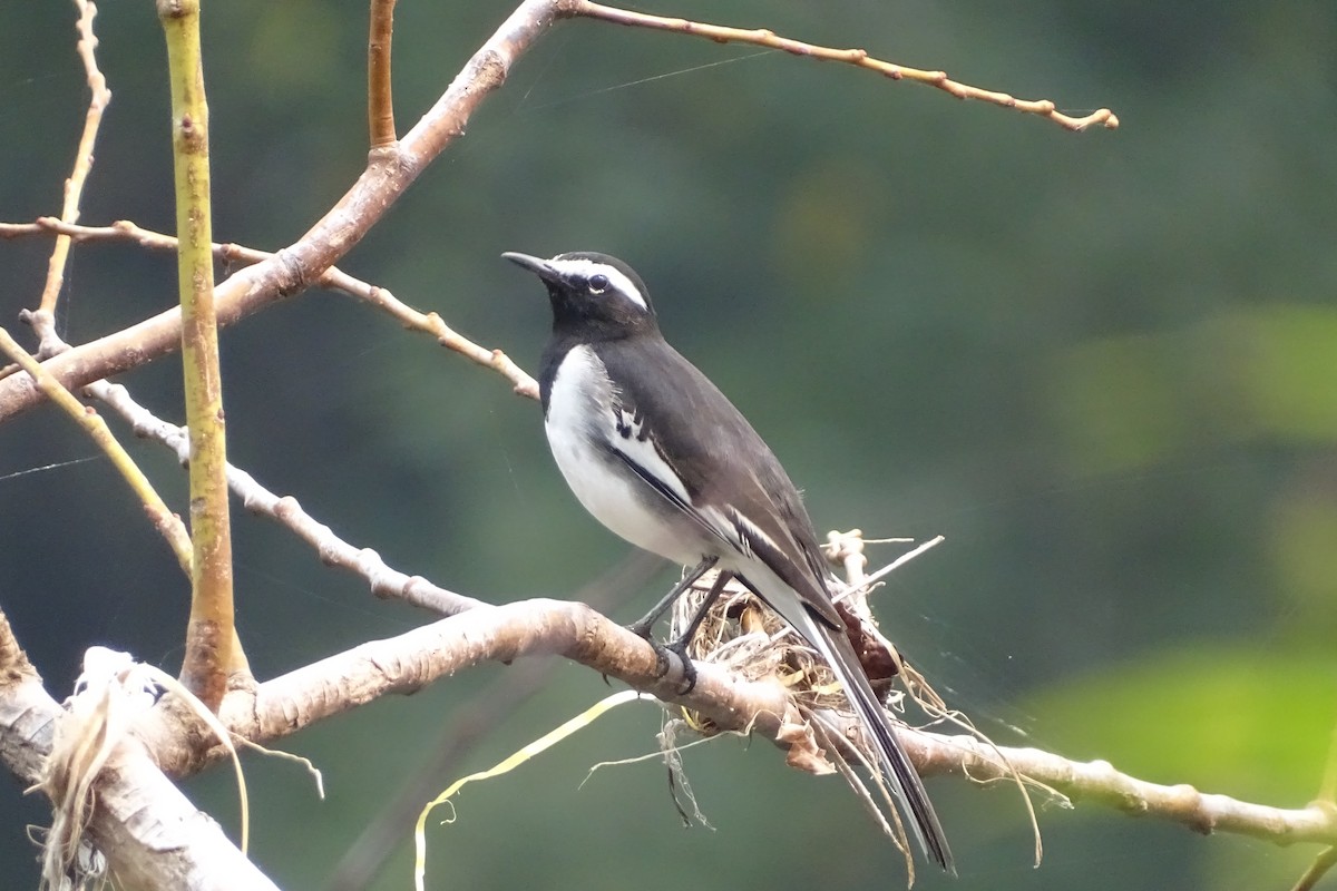 White-browed Wagtail - ML277710861
