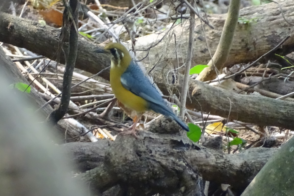 Orange-headed Thrush - ML277710921