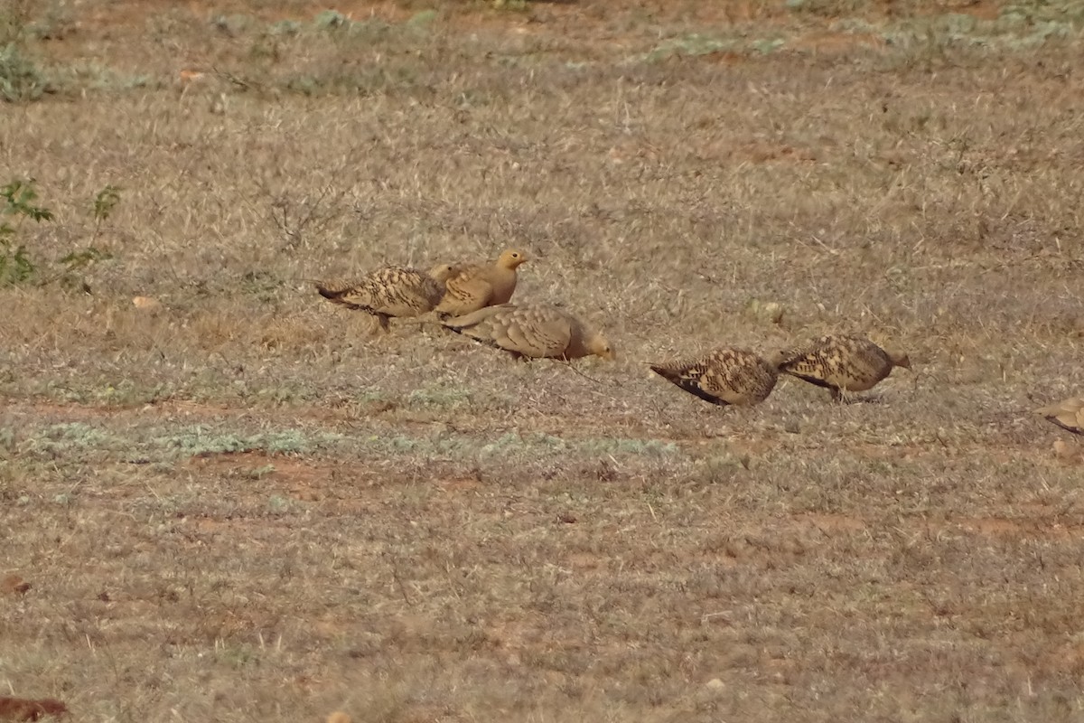 Chestnut-bellied Sandgrouse - ML277711321