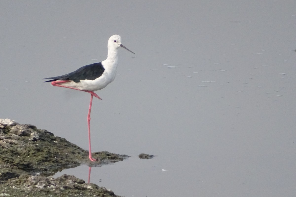 pisila čáponohá - ML277711451