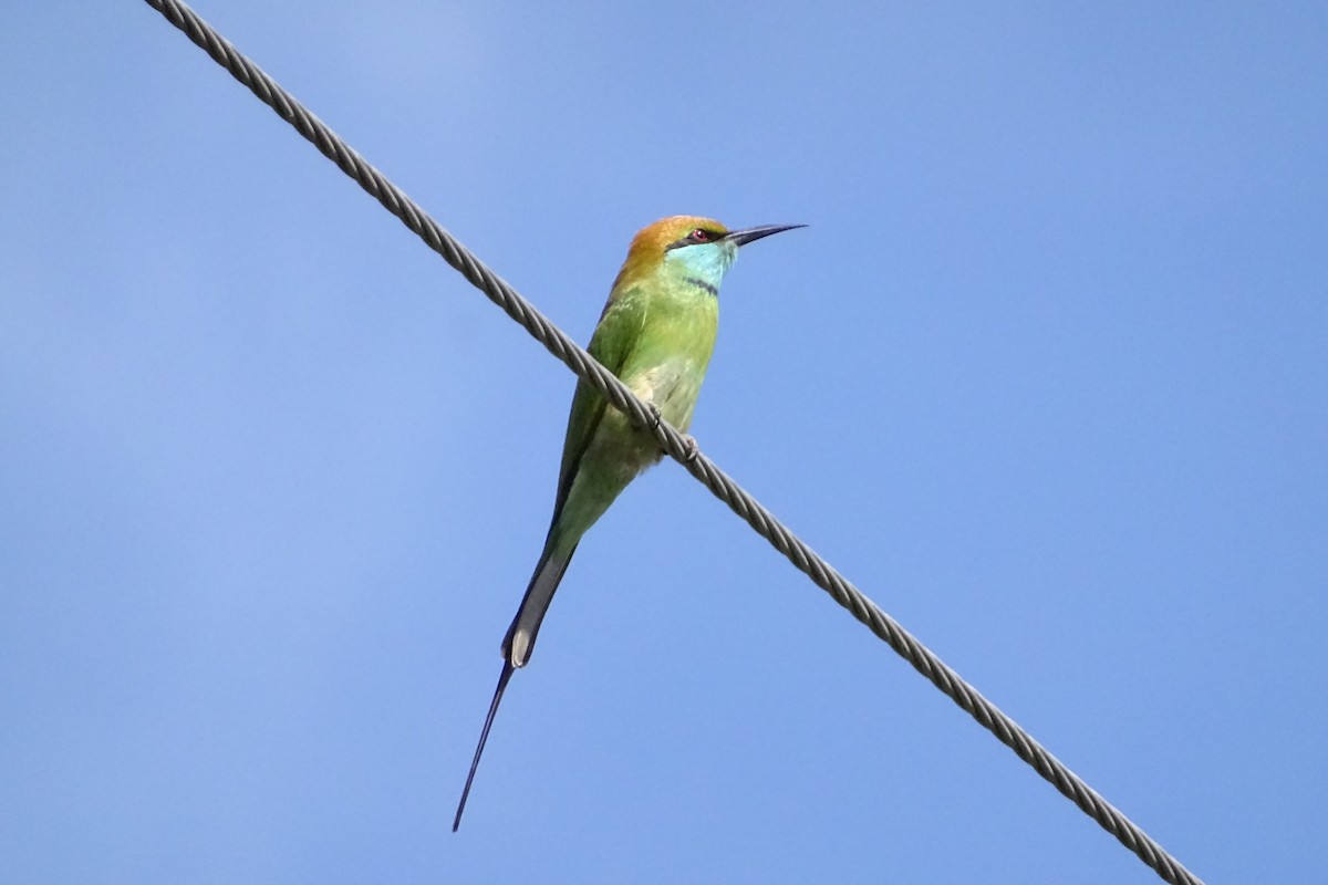 Asian Green Bee-eater - ML277711531