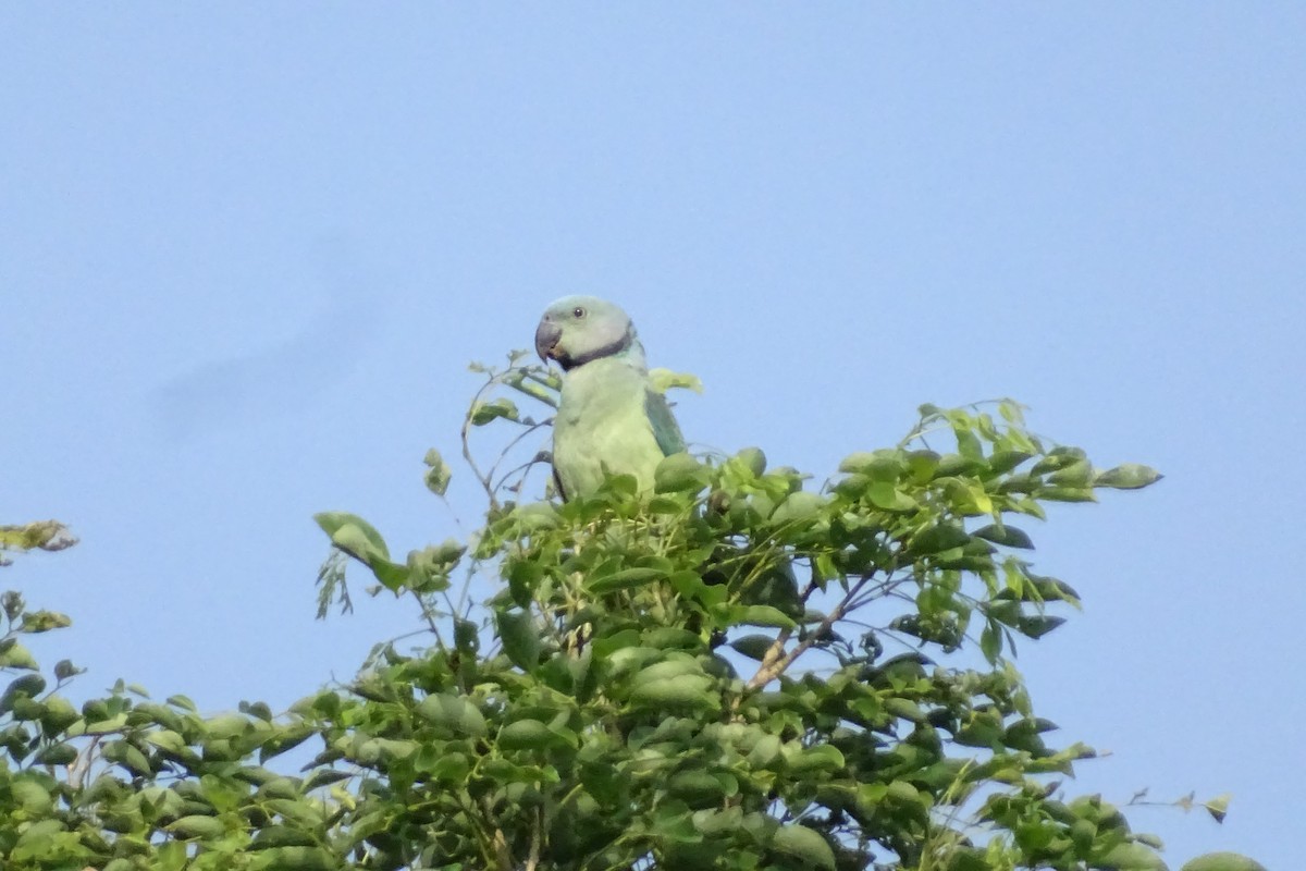 alexandr šedý - ML277711551