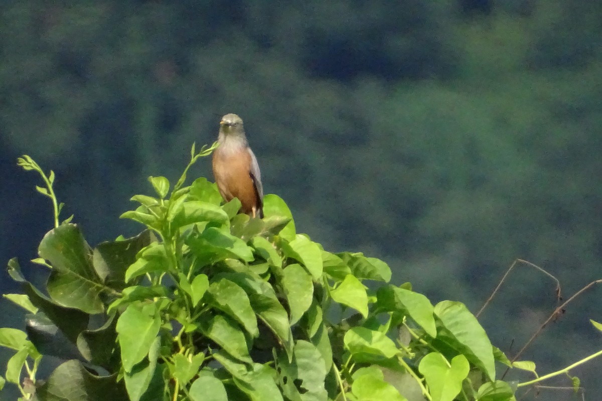 Chestnut-tailed Starling - ML277711651