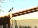 Pied Crow - ML277711741