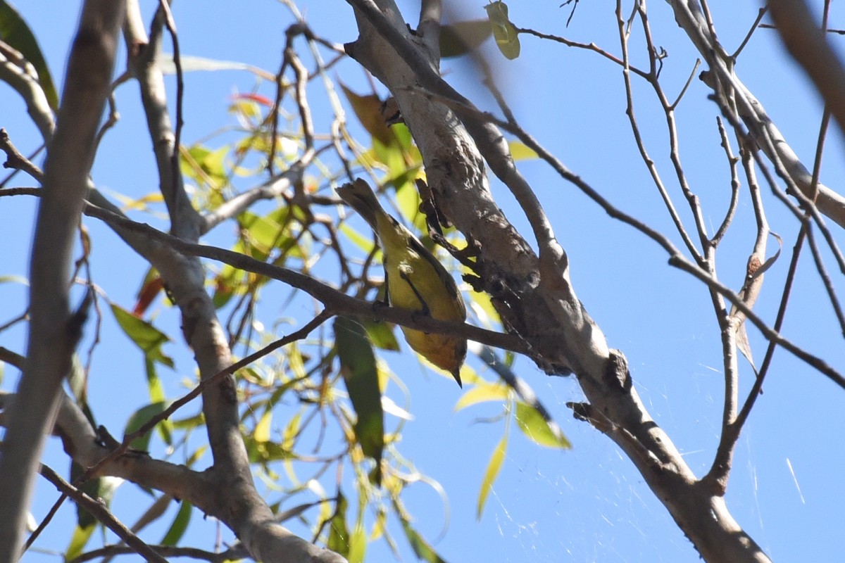 Yellow Thornbill - Christopher Brown