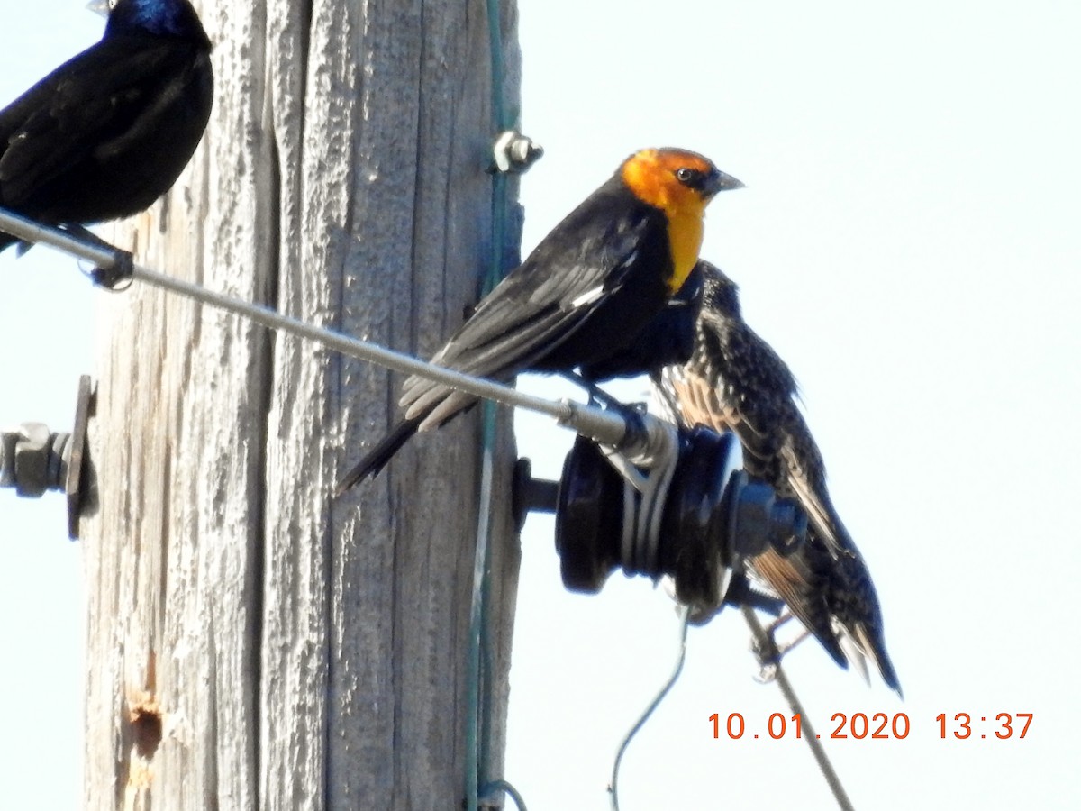 Yellow-headed Blackbird - ML277712601